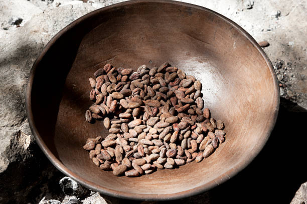 Fermented cocoa beans ready for old-fashion roasting in clay pot over the open fire. Old fashioned way of processing cacao in Central America.