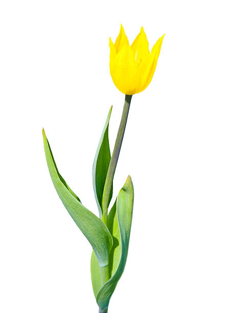 istock Yellow  tulip on white background 502974463