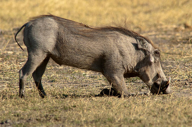 istock Warthog at Deception Valley, Central Kalahari National Park, Botswana 502974886