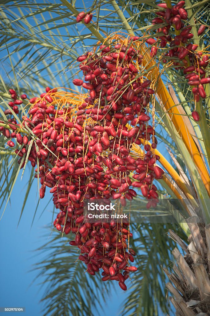 Un Ripe Date Date Palm Tree With Unripe Dates Stock Photo - Download Image Now ...