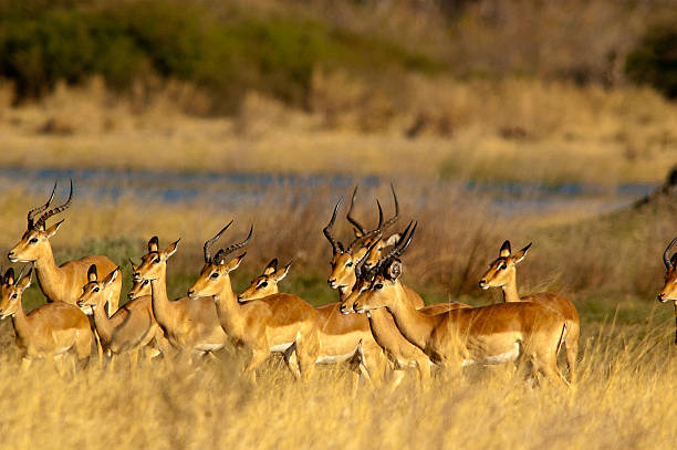 istock Impala herd at Deception Valley, Central Kalahari National Park, Botswana 502975140