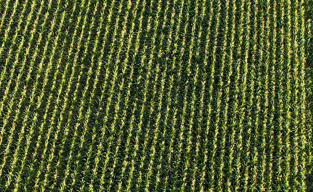 istock aerial view of harvest  corn field 502975182