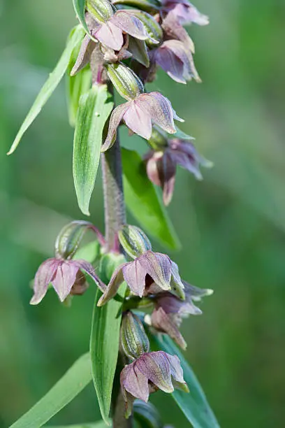 Photo of Broad leaved Helleborine (Epipactus helleborine)