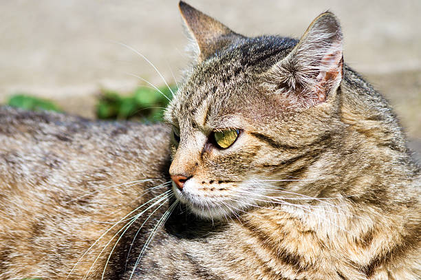istock Beautiful cat looking away 502975627