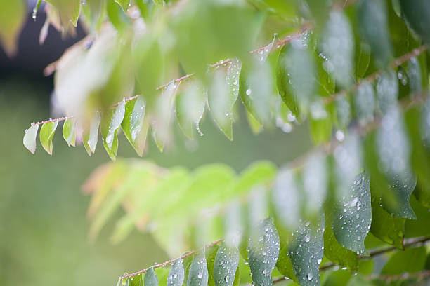 星グーズベリー緑の葉 - gooseberry fruit growth green ストックフォトと画像