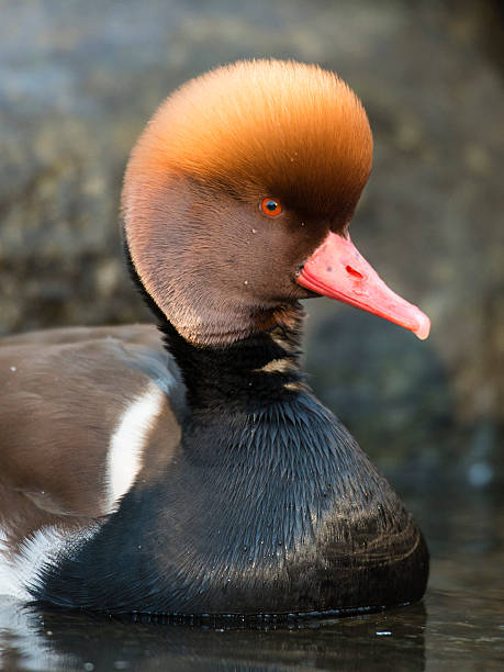 Red-Crested Pochard A Drake Red-Crested Pochard in full plumage netta rufina stock pictures, royalty-free photos & images