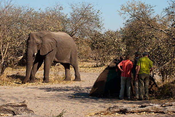 A close-up of an African elephant in Tanzania highlighting the tusks.