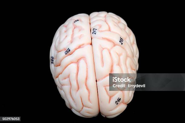 Human Brain Stock Photo - Download Image Now - Anatomy, Animal Body, Animal Body Part