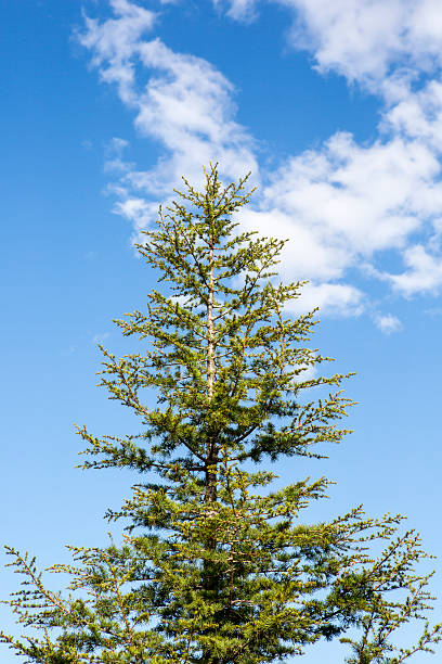 istock Peak of pine tree on cloudy sky 502976198