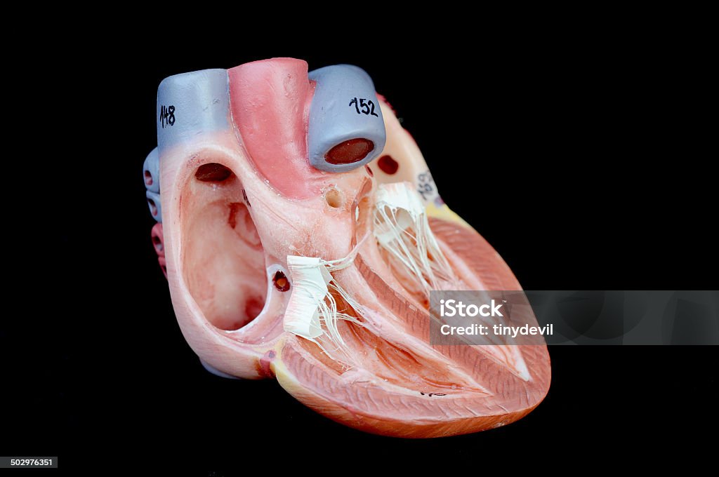 human heart human heart model Anatomy Stock Photo