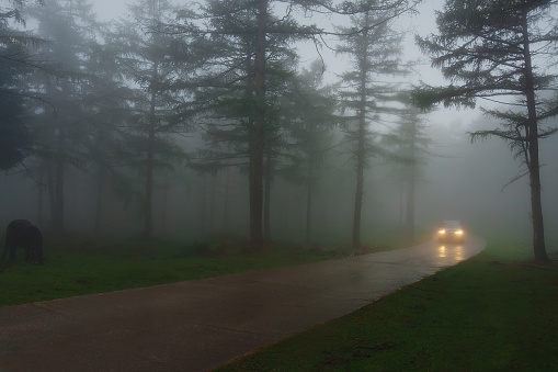 car in a country road with fog and low visibility