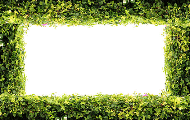 istock Green plant background on white isolated 502976703