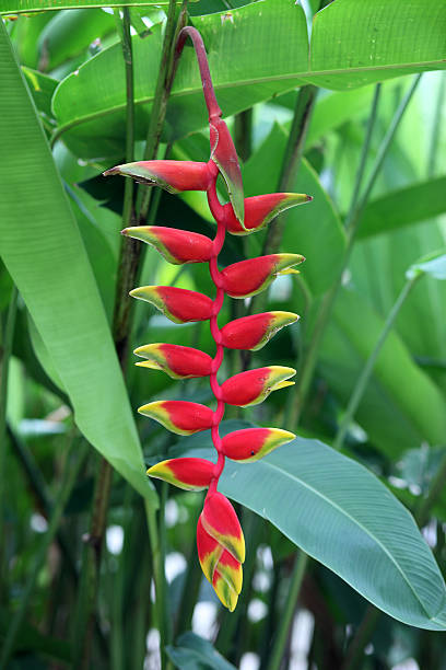 istock red heloconia flower 502976711
