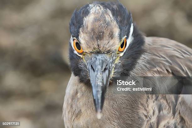 Foto de Heron De Floreana Ilha De Galápagos e mais fotos de stock de Amarelo - Amarelo, Animais caçando, Animal