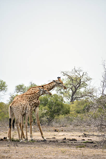 Giraffes viewed in the wild while on safari in Sabi Sands Game Reserve, South Africa.