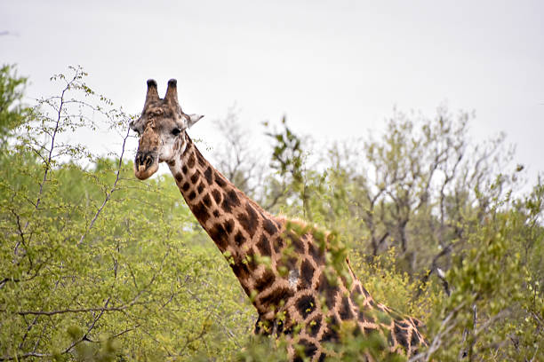 istock Giraffes in Sabi Sands Game Reserve 502977372