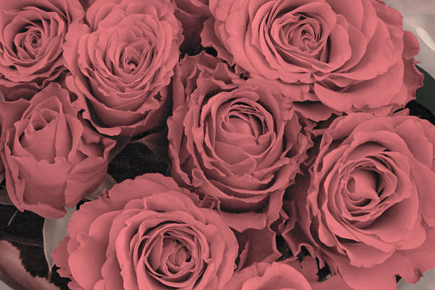 istock Bunch of roses 502977379