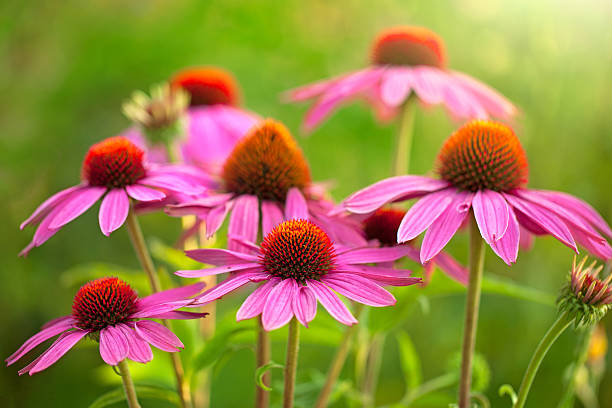 echinacea flowers Field of echinacea flowers at sunrise coneflower stock pictures, royalty-free photos & images
