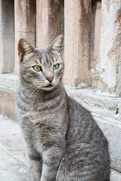 istock Portrait of gray cat 502977702