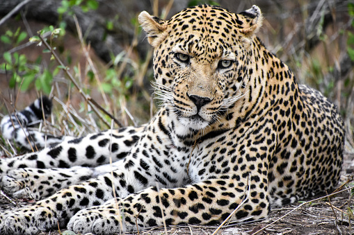 A leopard rests after killing its prey in Sabi Sands Game Reserve in South Africa.