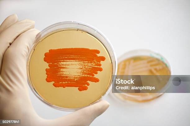 Foto de Mão Segurando Disco De Petri e mais fotos de stock de Bactéria - Bactéria, Ciência, Clínica Médica