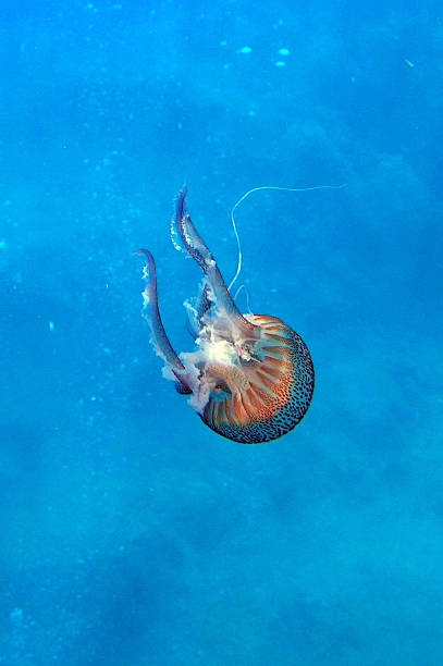 istock Noctiluca pelagia 502978612