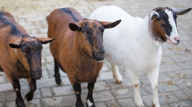feliz goats - mehrere tiere fotografías e imágenes de stock