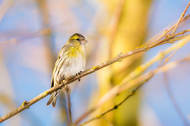istock Eurasian siskin sitting on a twig 502988982