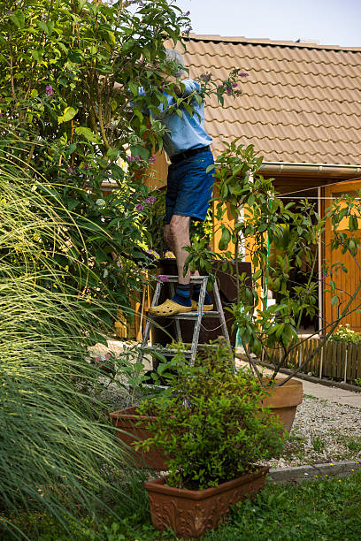 istock Elderly man pruning bushes in the garden 502989192