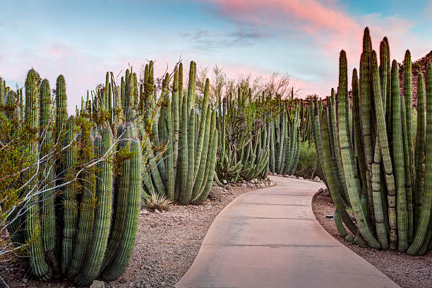 Organ Pipe  Cactus Forest Walkway through a forest of Organ Pipe (Stenocereus thurberi) Cactus plants in Phoenix Arizona. sonoran desert stock pictures, royalty-free photos & images