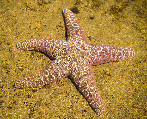 istock Starfish in the Water 502990549