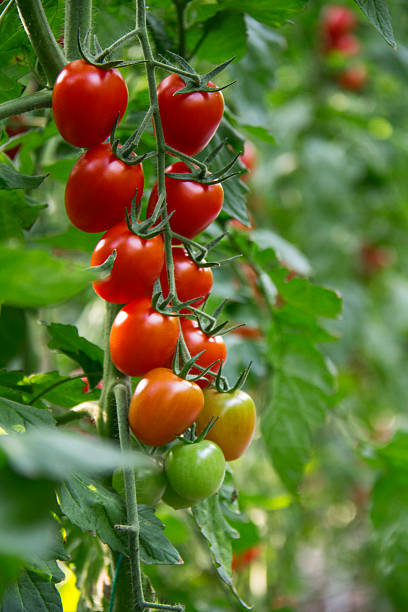 istock tomatoes in greenhouse 502991142