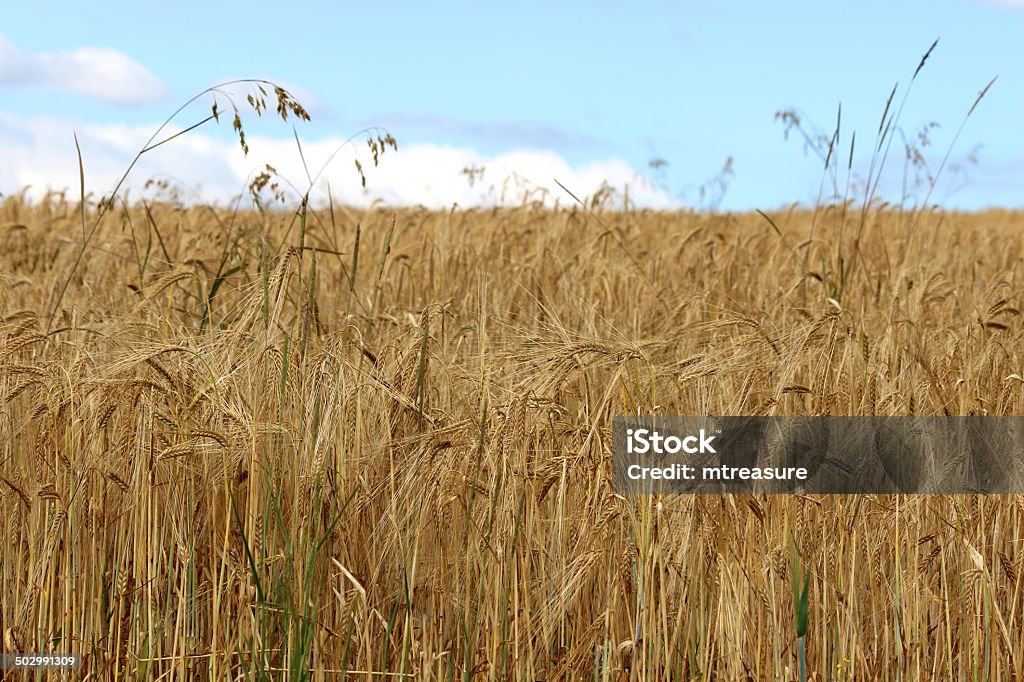 Bereich der Reife Gerstenkörnern/Gerste Pflanzensamen-Köpfe bereit für den Herbst - Lizenzfrei Acre Stock-Foto