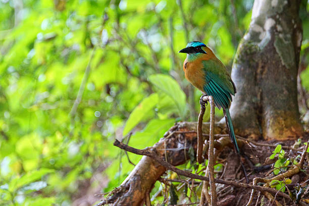 Name: Blue-crowned motmot