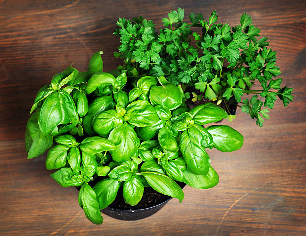 istock pots with parsley and basil 502991613