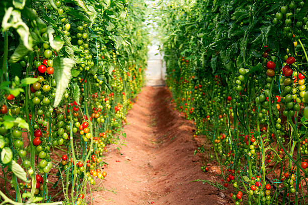pomodori vite in serra. - healthy eating macro vegetable farm foto e immagini stock