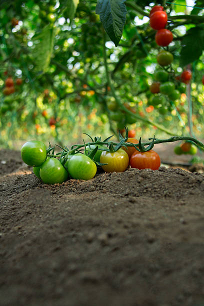 istock Green unripe tomatoes and red tomatoes. 502991904
