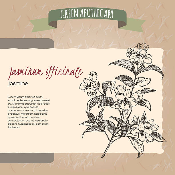 Jasminum officinale aka common common jasmine sketch. Jasminum officinale aka common common jasmine sketch. Green apothecary series. Great for traditional medicine, cooking or gardening. jasminum officinale stock illustrations