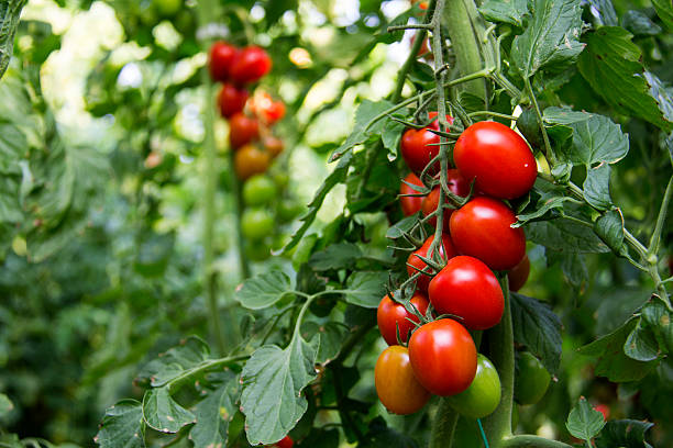 istock Green unripe tomatoes and red tomatoes. 502992102