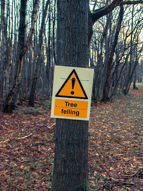 istock Sign danger tree felling on tree in forest 502992108