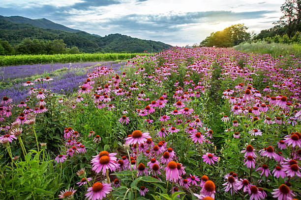 Echinacea and lavender field Echinacea and lavender field at sunset coneflower stock pictures, royalty-free photos & images