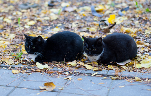 Twin black cats sitting in the autumn park