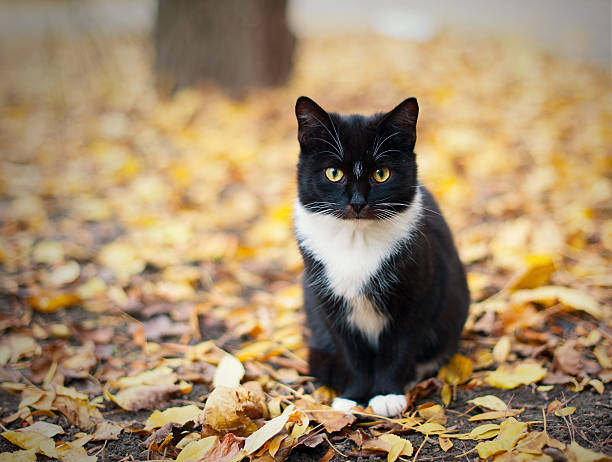 istock Black cat with a white collar sits on yellow leaves 502993052