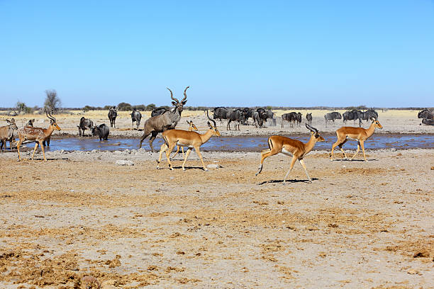 istock Implalas, Kudu's and blue wildebeest at the waterhole 502993483