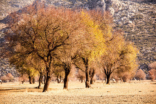 Tree, Field, Sunny, Climate, Nature, mountain