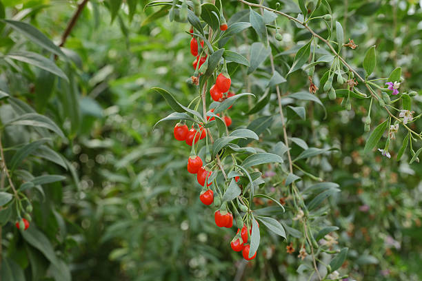 l'agricoltura, bacche di goji frutta - lycium chinese foto e immagini stock