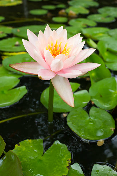 istock Pink lotus in pound. 502993597