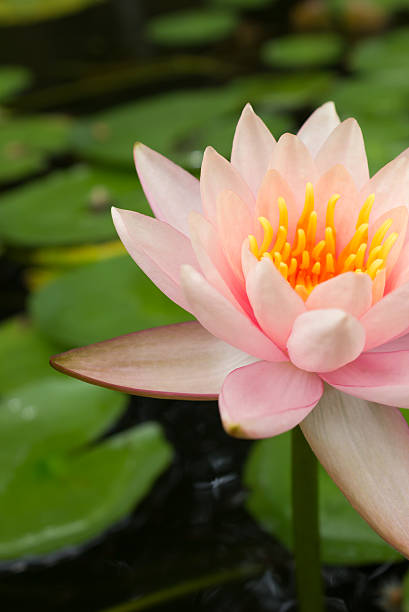 istock Pink lotus in pound. 502993599