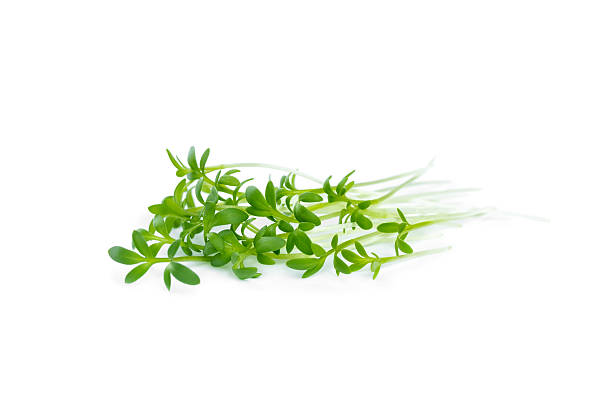 The watercress isolated on white The watercress isolated on white background, close up. watercress stock pictures, royalty-free photos & images