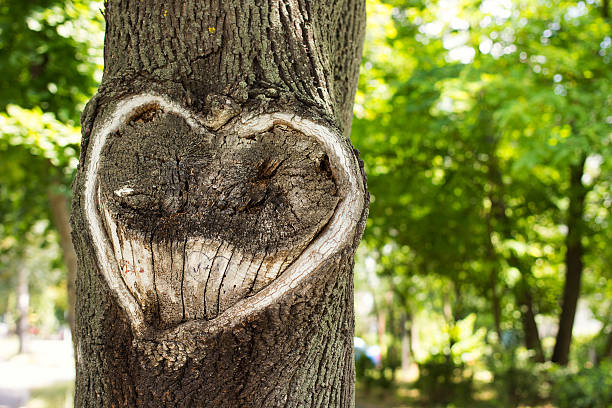 istock Heart in the bark of a tree.Tree with heart shape. 502994127